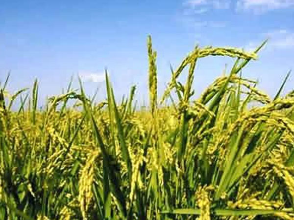 “北稻南移” 東北水稻在自貢榮縣這個(gè)村長(zhǎng)勢(shì)良好！