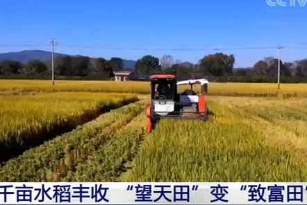 福建長(zhǎng)?。呵М€水稻豐收 “望天田”變“致富田”